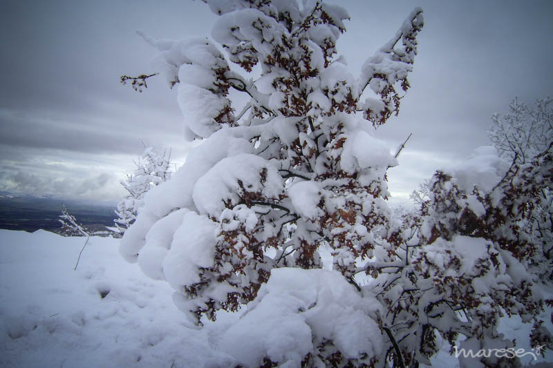 snowphotos 4