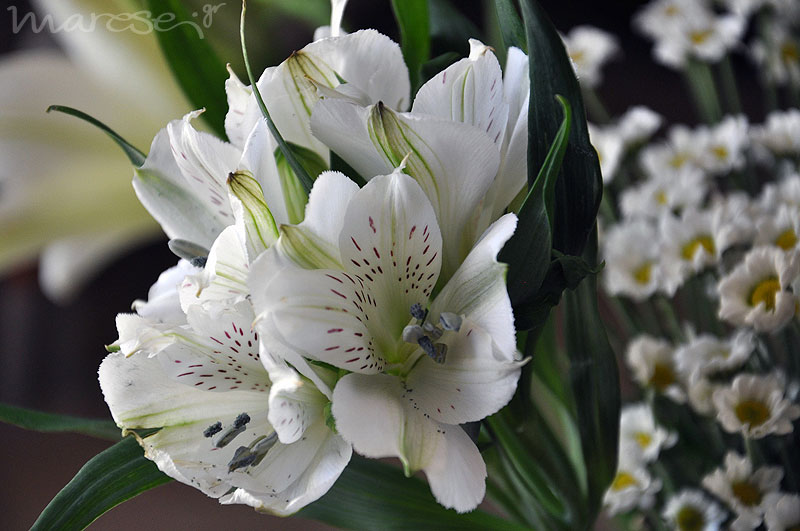 flowers1