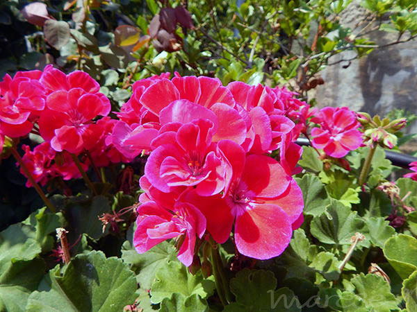 summer-flowers2