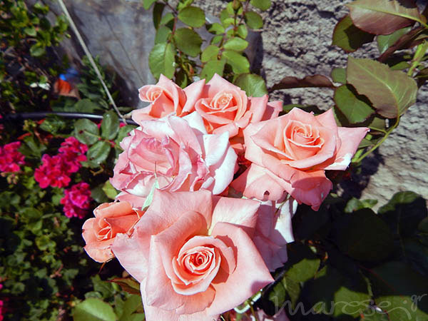 summer-flowers3