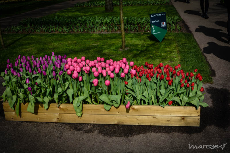 keukenhof 3