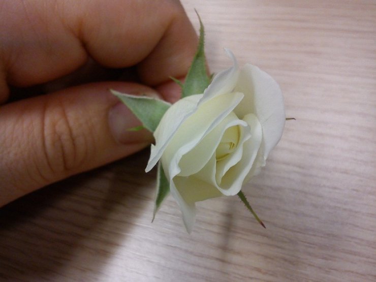 Ένα λευκό τριαντάφυλλο..